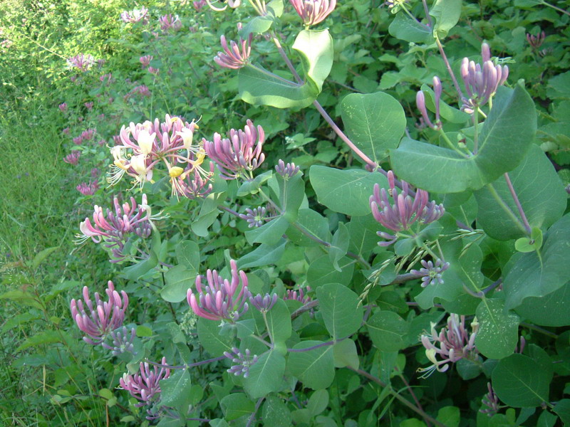 Lonicera caprifolium e L. etrusca